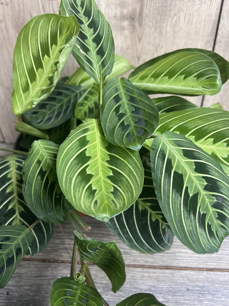 Maranta Lemon Lime Plant in 4-Inch Pot, Easy Care Indoor Houseplant, Maranta leuconeura var. erythroneura