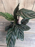Calathea Ornata Prayer Plant in 6" Pot – Green with Pink Stripes, Indoor Houseplant, Low-Light, Humidity-Loving, Pet Safe