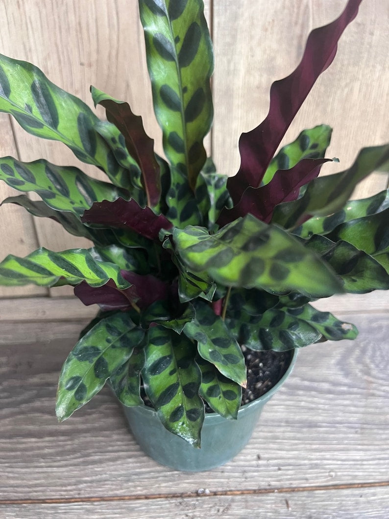 Rattlesnake Plant 6" Pot Calathea lancifolia Indoor Houseplant Non-Toxic Pet Safe Decorative Foliage