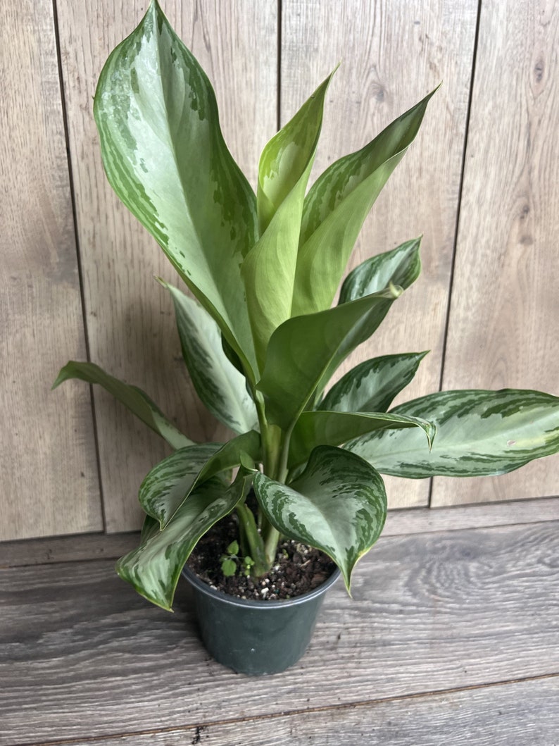 Aglaonema Silver Bay Plant in 6" Pot | Low Maintenance Chinese Evergreen | Aglaonema commutatum