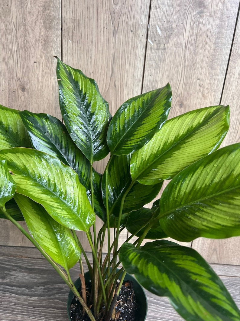 Calathea Beauty Star Plant - 6" Pot Ornamental Prayer Plant with Striped Foliage - Indoor Houseplant for Humidity & Style