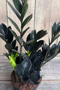 Black Raven ZZ Plant in 4" Pot, Dark Zamioculcas zamiifolia Raven, Indoor Houseplant, Low Light Tolerant, Easy Care