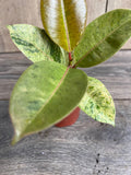 Ficus Shivereana Variegated 4-Inch Potted Plant - Indoor Lime Green Leaves, Ficus lyrata