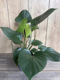 Homalomena Emerald Gem Plant in 6" Pot | Low Light Indoor Houseplant | Tropical Greenery | Homalomena spp.