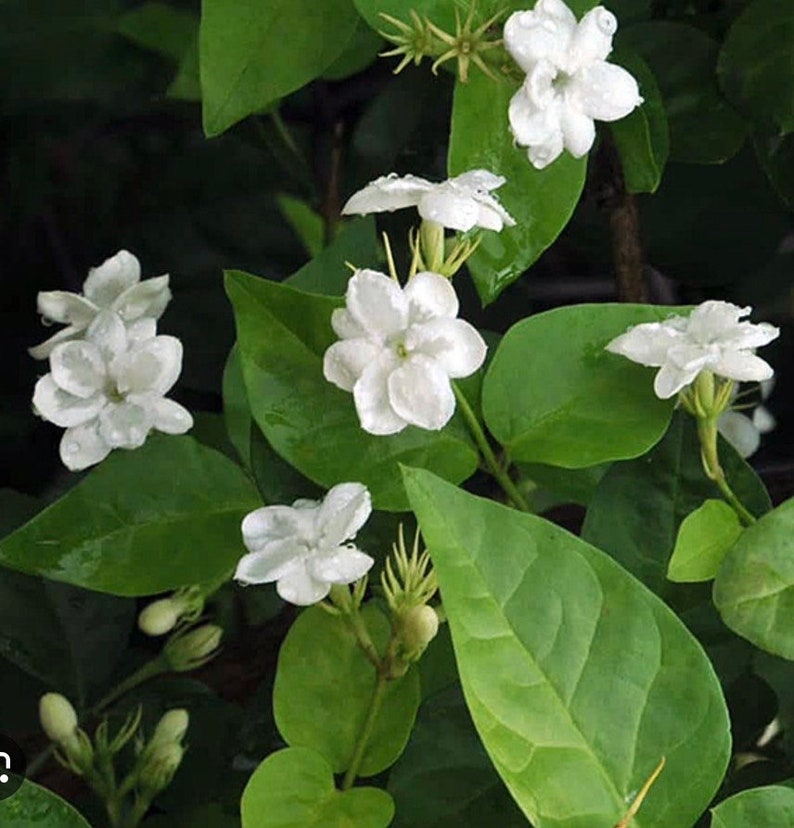 Sambac Arabian Jasmine Live Plant in 4" Pot, Fragrant White Flowers, Jasminum sambac, Indoor Outdoor Shrub