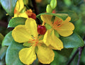 Mickey Mouse Plant 4" Pot Ochna serrulata Evergreen Shrub with Glossy Leaves and Yellow Flowers