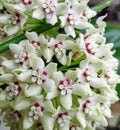 Hoya Australis Lisa Climbing Vine Plant in 6" Pot with Fragrant White Flowers, Epiphytic Houseplant
