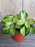 Hoya Australis Lisa Variegated Plant 4-Inch Pot Indoor Vining Foliage & Blooms