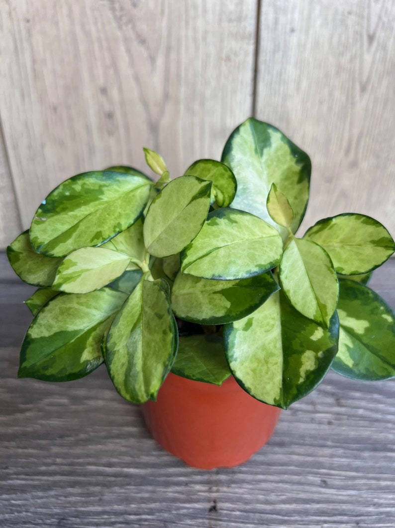 Hoya Australis Lisa Variegated Plant 4-Inch Pot Indoor Vining Foliage & Blooms