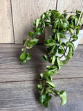Hoya Hindu Rope Plant in 6" Pot - Hoya carnosa compacta - Curly Leaves Indoor Hanging Succulent