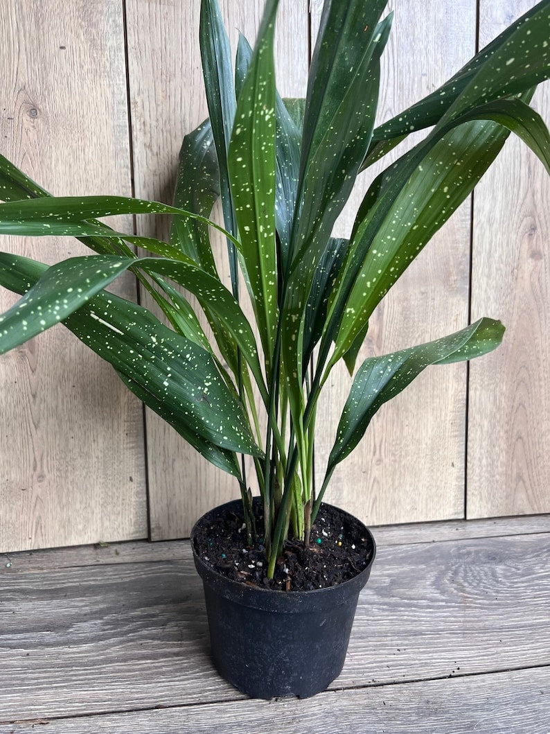 Aspidistra Elatior 'Milky Way' Houseplant in 6" Pot, Hardy Cast Iron Plant with White Specks, Low-Light Indoor Plant