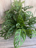 Monstera Adansonii Plant in 6" Pot, Swiss Cheese Vine, Indoor Tropical Houseplant, Live Greenery, Climbing or Trailing Vine