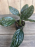 Monstera Peru House Plant in 4" Pot | Rare Monstera Karstenianum with Textured Leaves for Indoor Garden