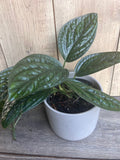 Monstera Peru House Plant in 6" Pot | Rare Monstera Karstenianum with Textured Green Leaves | Indoor Aroid Plant