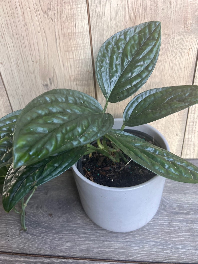 Monstera Peru House Plant in 6" Pot | Rare Monstera Karstenianum with Textured Green Leaves | Indoor Aroid Plant