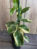 Variegated Pink Lemon Tree 1/2 Gallon Pot Citrus limon 'Eureka Variegated' Pink-Fleshed Lemon for Garden or Container