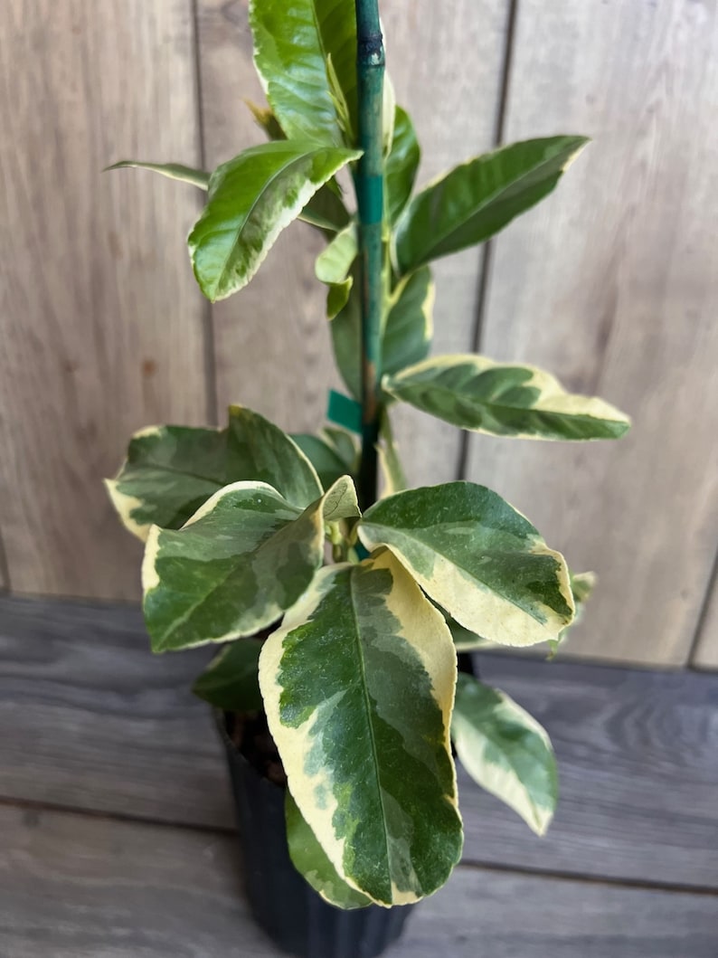 Variegated Pink Lemon Tree 1/2 Gallon Pot Citrus limon 'Eureka Variegated' Pink-Fleshed Lemon for Garden or Container