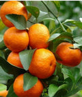 Cara Cara Orange Tree Grafted Citrus sinensis 1/2 Gal Pot, Seedless Pink Flesh, Florida Shipping