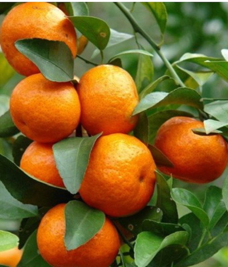 Cara Cara Orange Tree Grafted Citrus sinensis 1/2 Gal Pot, Seedless Pink Flesh, Florida Shipping