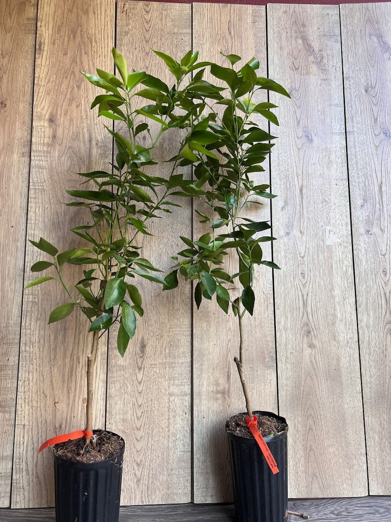 Cara Cara Orange Tree - 1/2 Gallon Grafted Citrus reticulata var. Cara Cara - Pink Flesh, Sweet, Seedless, Florida Shipping