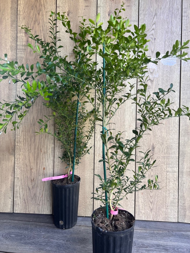 Finger Lime Tree 1/2 Gallon Pot Microcitrus australasica Citrus Caviar for Culinary Use, Florida Shipping