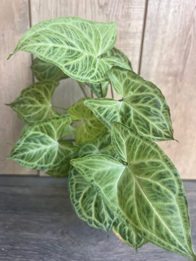 Syngonium 'Batik' Houseplant in 4" Pot, Green & White Veined Foliage, Easy Care, Syngonium podophyllum