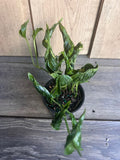 Epipremnum Aureum 'Shangri La' Indoor Houseplant - 4 Inch Pot with Curled Dark Green Leaves