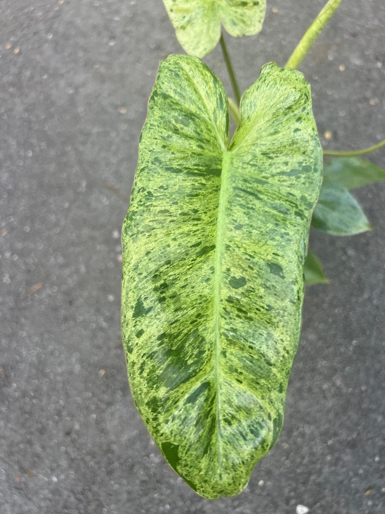 Philodendron Paraiso Verde 4-inch Pot – Variegated Tropical Evergreen Plant, Green Paradise, Indoor Climber