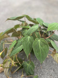 Philodendron Micans Plant in 6" Pot – Velvet Heart-Shaped Leaves, Trailing Houseplant, Easy Care, Philodendron hederaceum var. micans