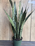 Sansevieria Zeylanica Snake Plant in 6" Pot - Indoor Air Purifying Houseplant - Mother-in-Law's Tongue