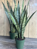 Sansevieria Zeylanica Snake Plant in 4" Pot | Indoor Air Purifier | Low Light Tolerant Houseplant | Architectural Foliage