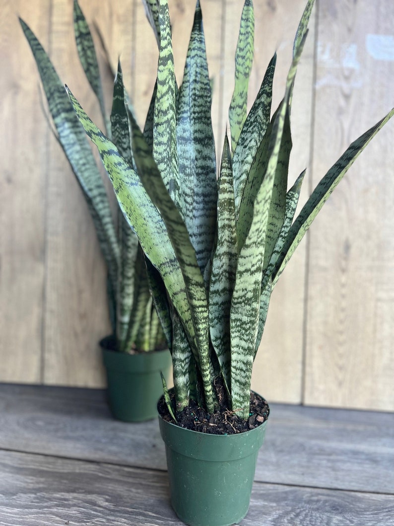 Sansevieria Zeylanica Snake Plant in 4" Pot | Indoor Air Purifier | Low Light Tolerant Houseplant | Architectural Foliage