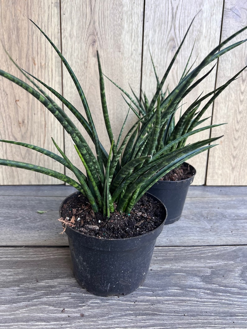 Sansevieria Fernwood Mikado 6" Pot - Air Purifying Snake Plant - Easy Care Indoor Houseplant - Sansevieria trifasciata