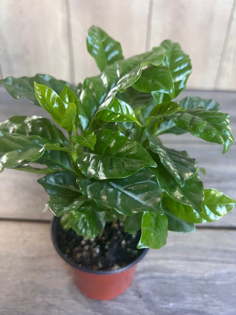 Arabica Coffee Plant in 4-Inch Pot | Coffea arabica Indoor Houseplant for Coffee Lovers