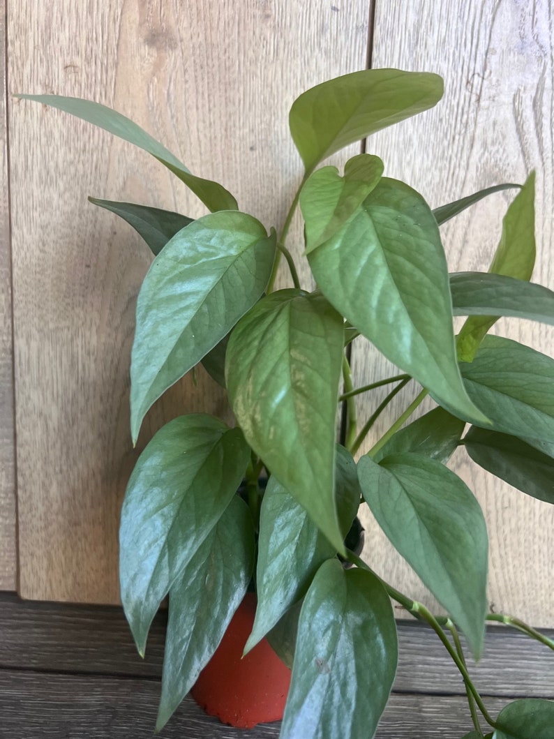 Cebu Blue Pothos Indoor Vining Plant 4" Pot Epipremnum aureum Green Blue Silver Foliage