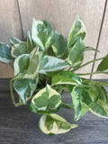 N'Joy Pothos Plant in 4" Pot, Variegated Devil's Ivy, Epipremnum aureum, Indoor Houseplant for Low Light