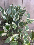 N’Joy Pothos Plant in 6" Pot, Variegated Epipremnum aureum, Low-Maintenance Indoor Houseplant for Bright Light Decor