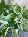 Marble Queen Pothos Plant in 6" Pot - Variegated Green & White Foliage - Epipremnum aureum for Low Light Indoor Spaces