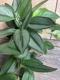 Scindapsus Treubii 'Moonlight' Houseplant in 6" Pot | Sterling Silver Foliage Indoor Plant