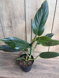 Philodendron Subhastatum Plant in 5" Pot, Rare Tropical Climber with Red Undersides, Indoor Houseplant, Exotic Greenery