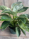 Philodendron Birkin Live Plant in 6" Pot, Variegated Houseplant, Indoor Easy Care Philodendron 'Birkin'