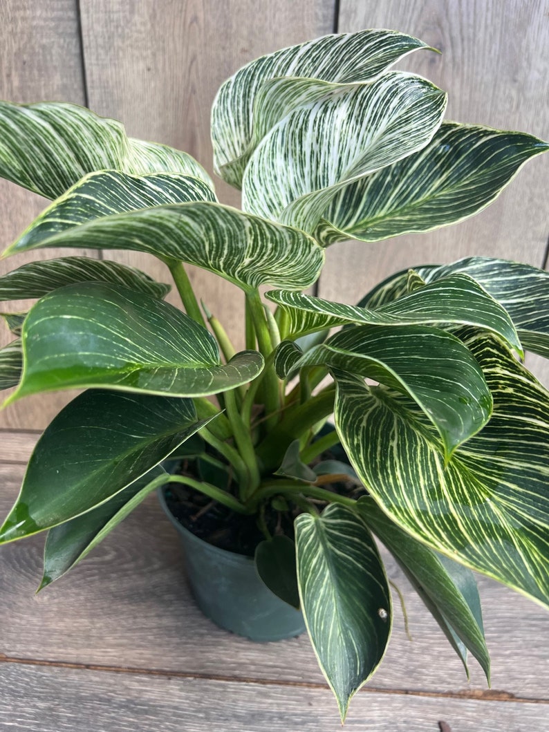 Philodendron Birkin Live Plant in 6" Pot, Variegated Houseplant, Indoor Easy Care Philodendron 'Birkin'