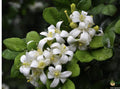 Orange Jasmine Plant in 10" Pot, Fragrant Evergreen Shrub, Murraya paniculata, Tropical Indoor Outdoor Garden Plant