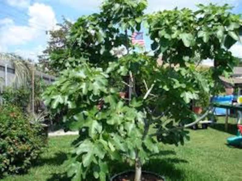 Brown Turkey Fig Plants 4-6" Edible Fruit Tree Ficus carica Cold-Hardy with Light Green Leaves