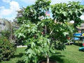 Brown Turkey Fig Plant - 4-6 Inch Container - Edible Ficus carica - Cold-Hardy Fruit Tree with Purple-Brown Figs