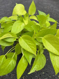 Neon Pothos Plant in 6" Pot - Epipremnum aureum - Bright Green Foliage Indoor Houseplant for Low Maintenance Decor