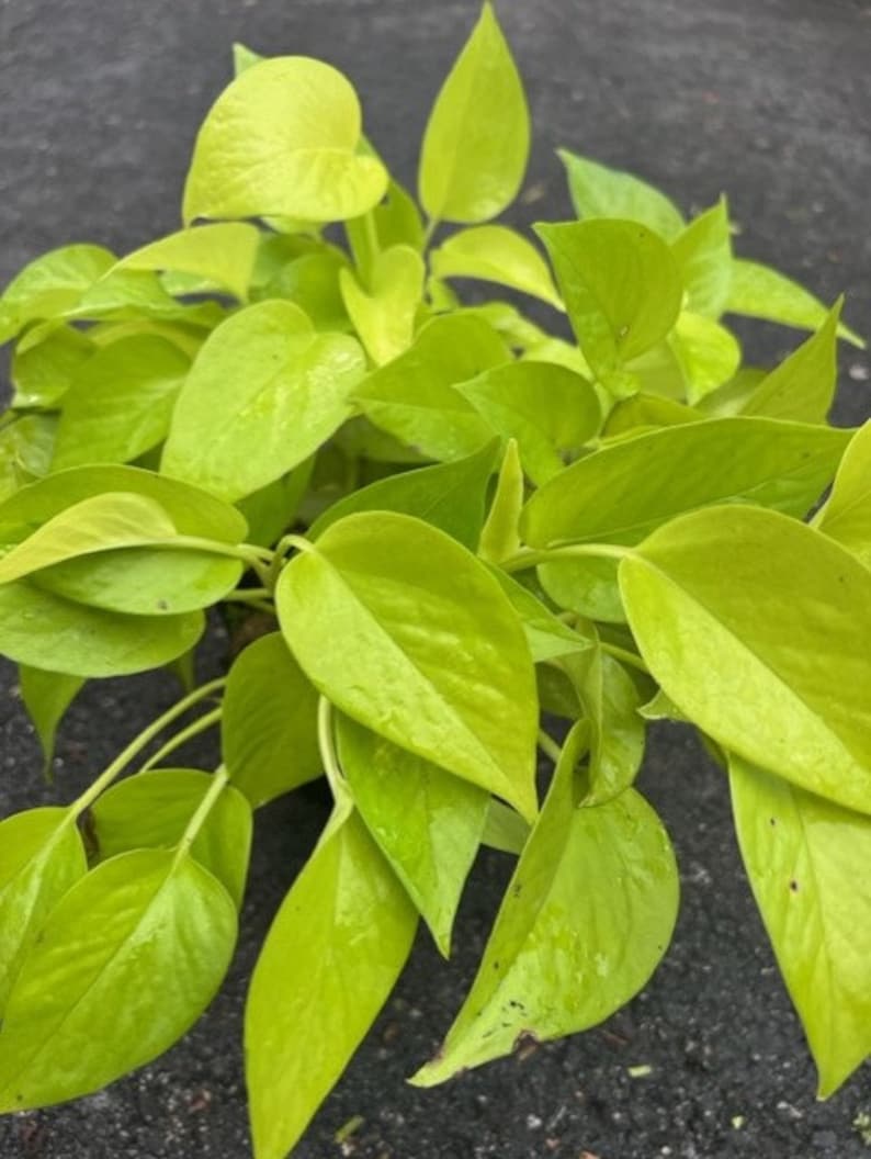 Neon Pothos Plant in 6" Pot - Epipremnum aureum - Bright Green Foliage Indoor Houseplant for Low Maintenance Decor