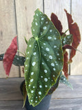 Begonia Maculata 6" Pot - Polka Dot Begonia, Spotted Angel Wing Indoor Houseplant, Rare Tropical Plant
