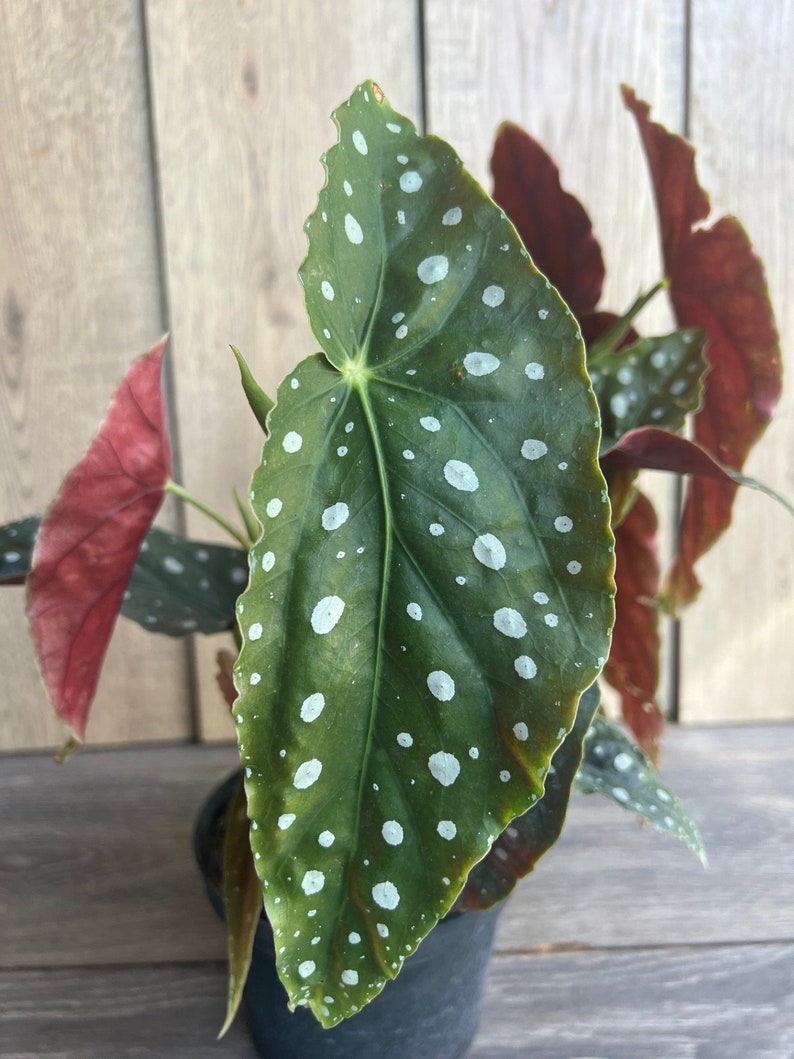 Begonia Maculata 6" Pot - Polka Dot Begonia, Spotted Angel Wing Indoor Houseplant, Rare Tropical Plant