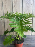 Philodendron Lickety Split 6-Inch Pot Indoor Houseplant with Slender Leaves, Philodendron hastatum